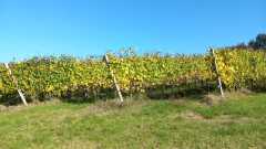 23_MarronRaid_19